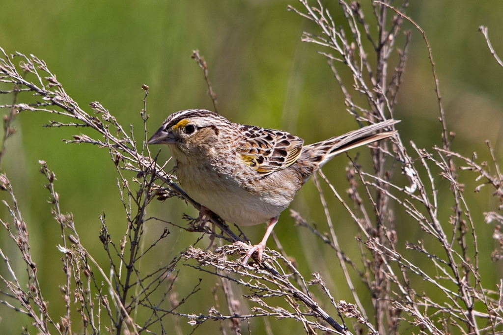 C6D_IMG_9349.jpg - Grasshopper Sparrow