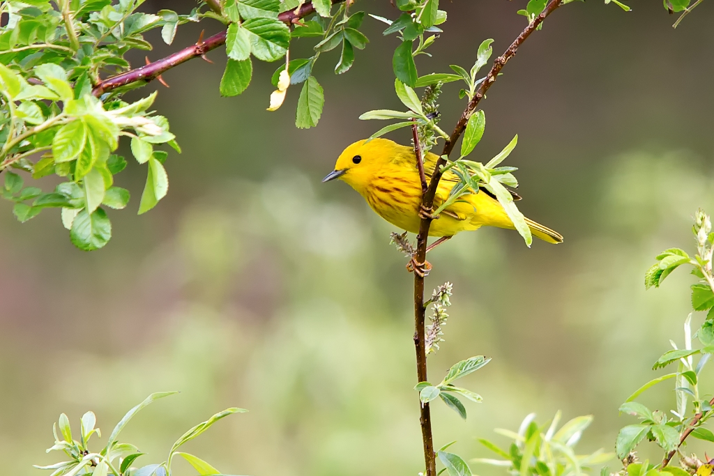 C6D_IMG_9789.jpg - Yellow Warbler