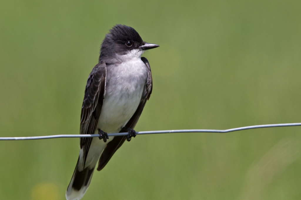 C6D_IMG_9866.jpg - Eastern Kingbird