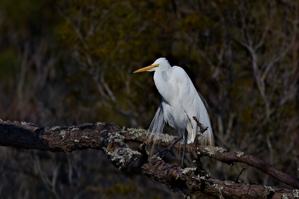 C6D_img_6098.jpg - Great Egret