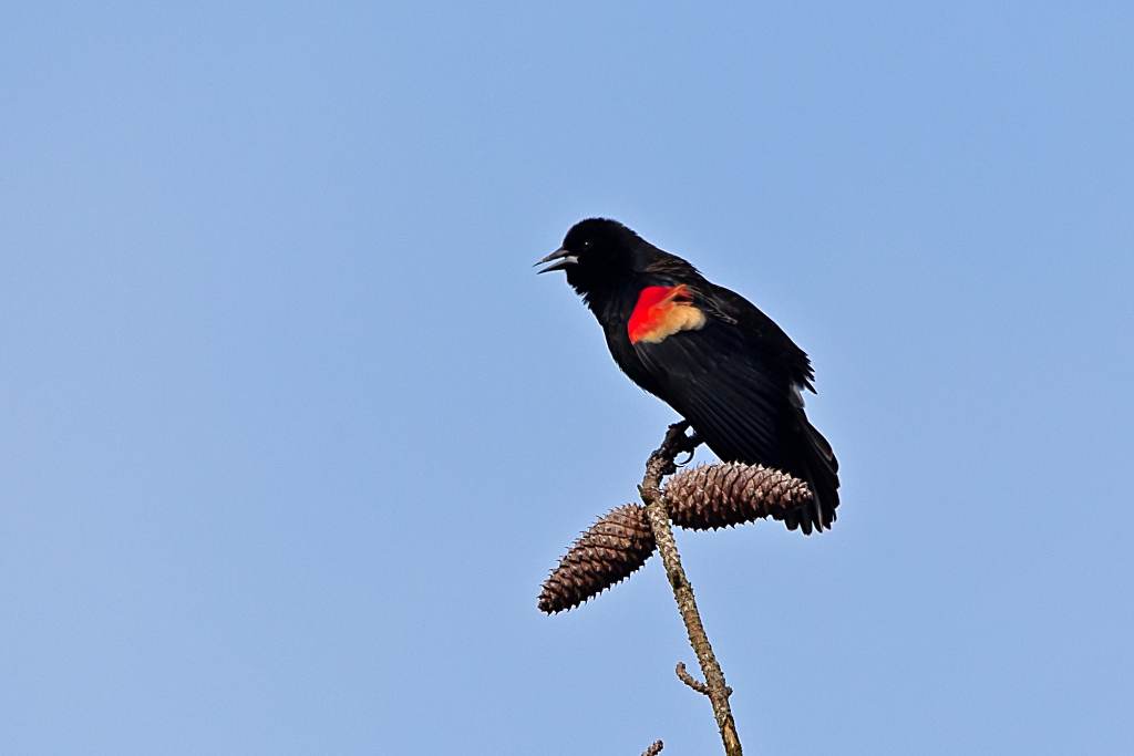 C6D_img_6405.jpg - Red-winged Blackbird