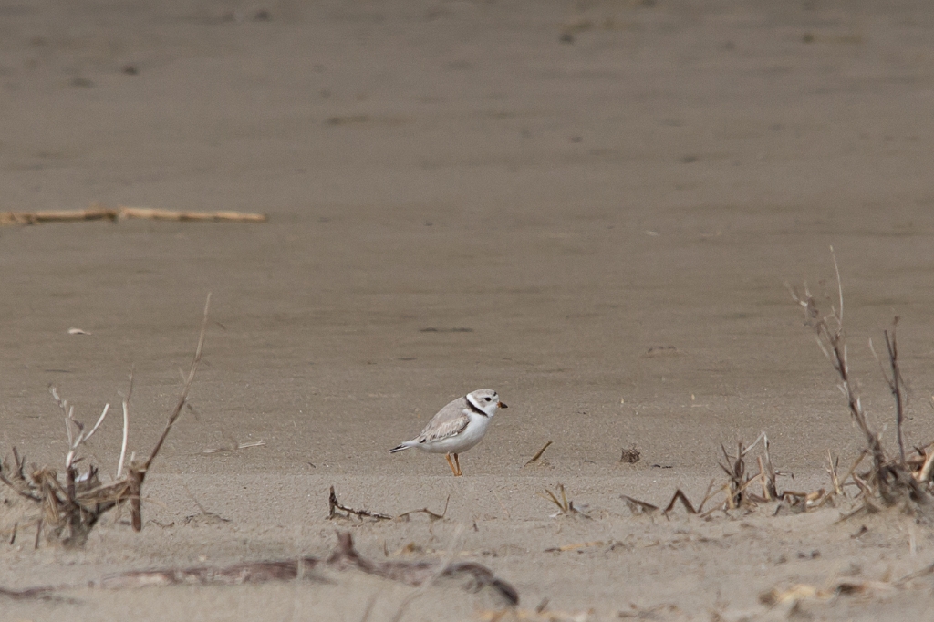 C6D_img_6543.jpg - Piping Plover