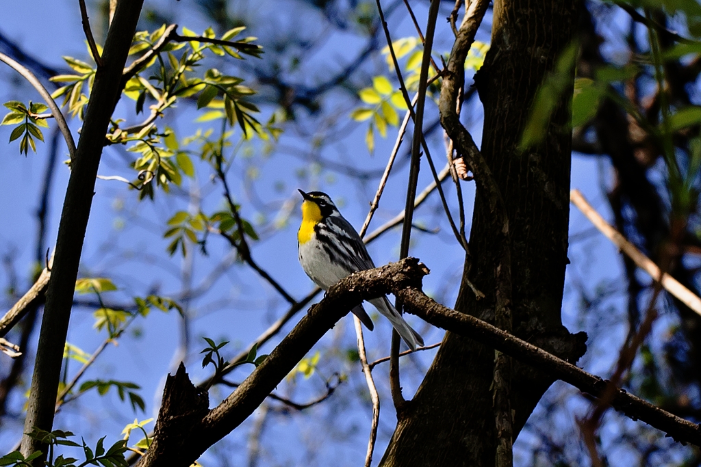 C6D_img_7692.jpg - Yellow-throated Warbler