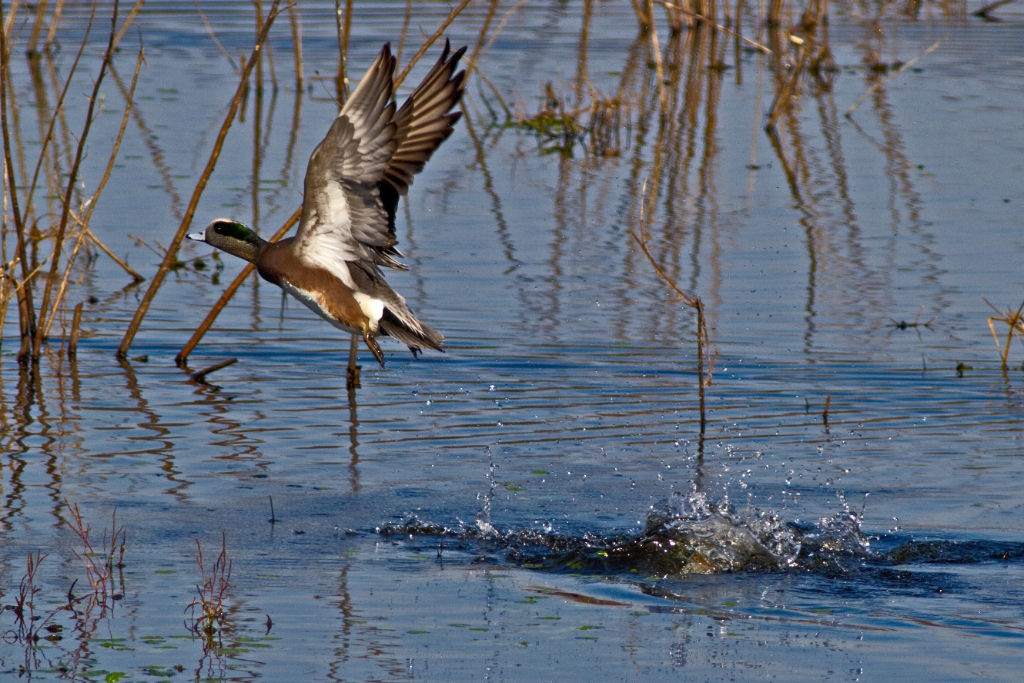 C7D_MG_2284.jpg - American Widgeon