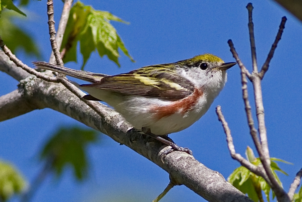 C7D_MG_4602.jpg - Chestnut-sided Warbler