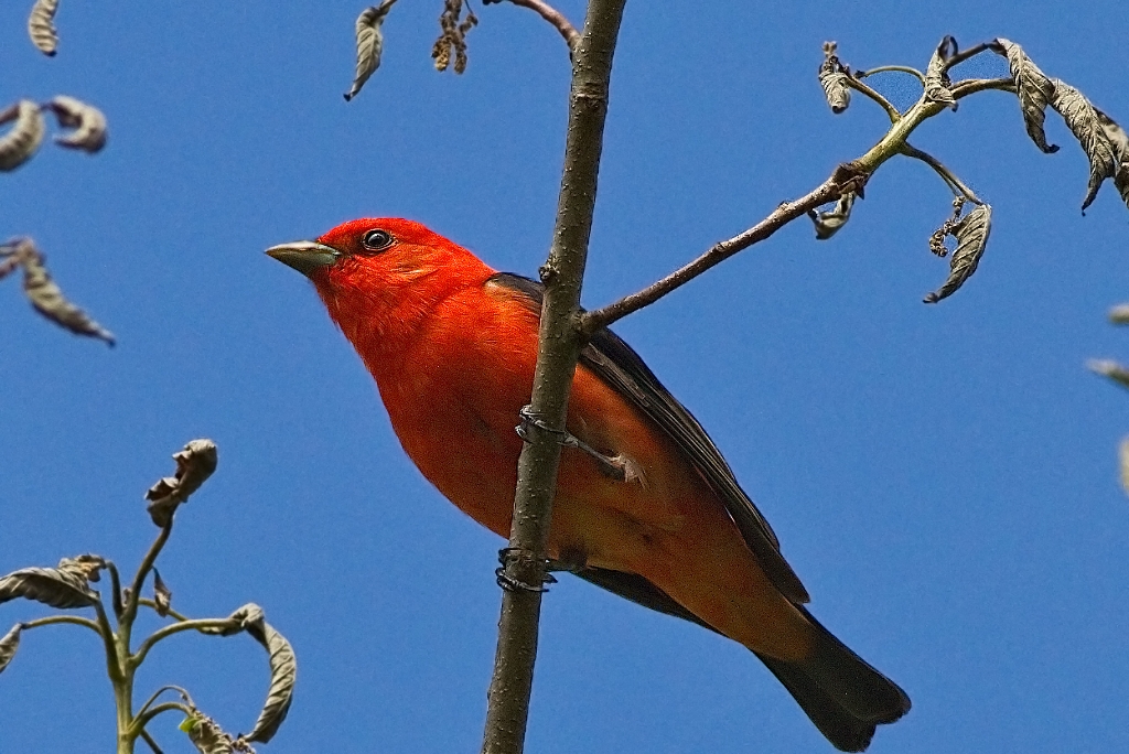 C7D_MG_4703.jpg - Scarlet Tanager