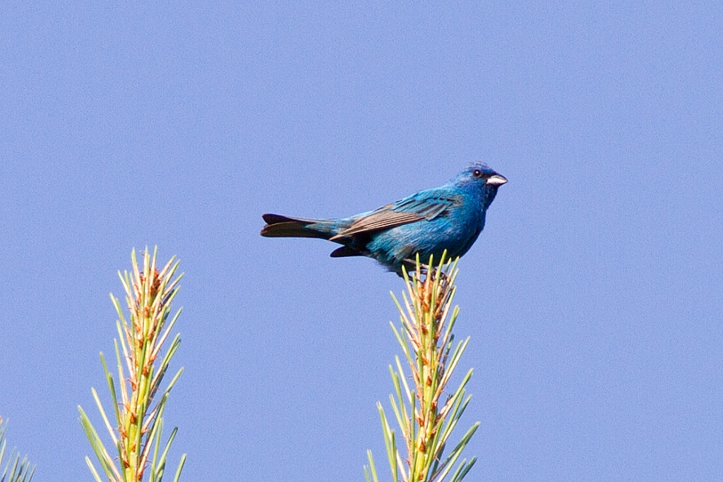 C7D_MG_4979.jpg - Indigo Bunting