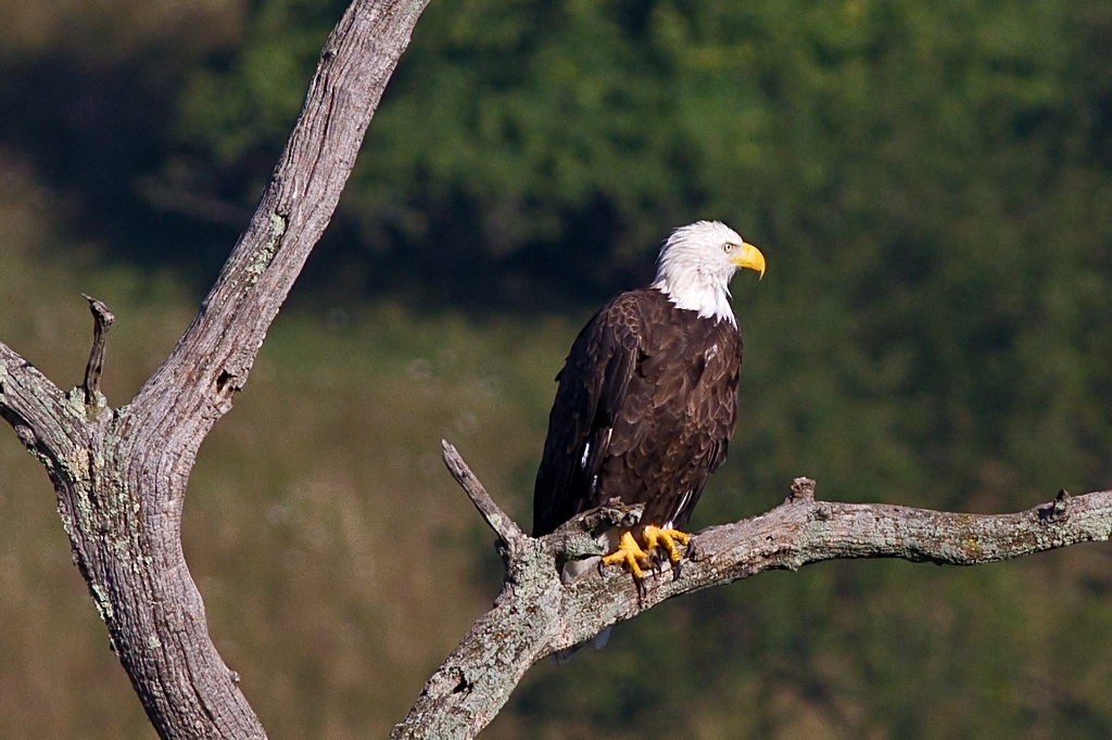 C7D_MG_5345.jpg - Bald Eagle