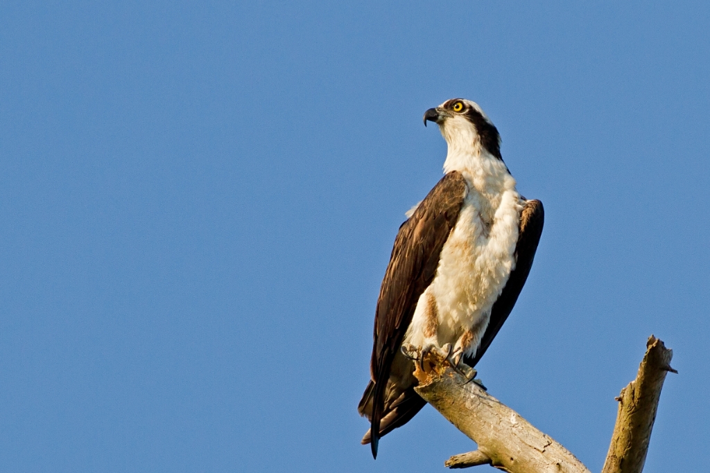 C7D_MG_5570.jpg - Osprey