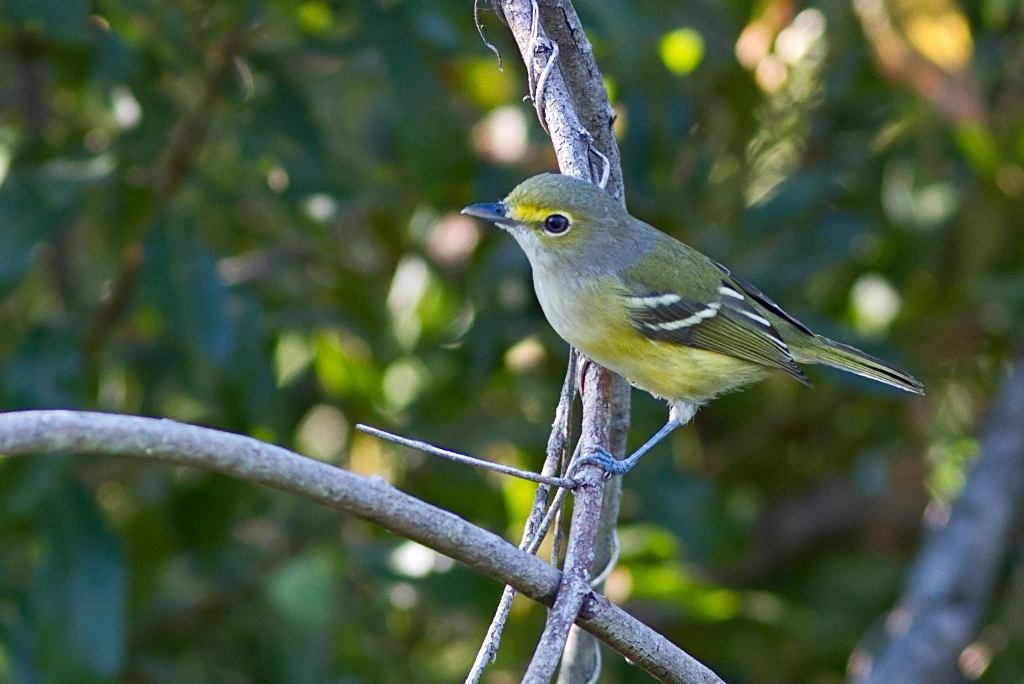 C7D_MG_5740.jpg - White-eyed Vireo