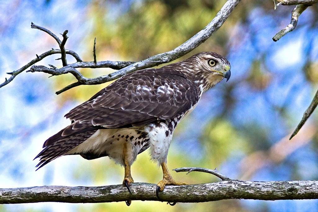 C7D_MG_5755.jpg - Red-tailed Hawk