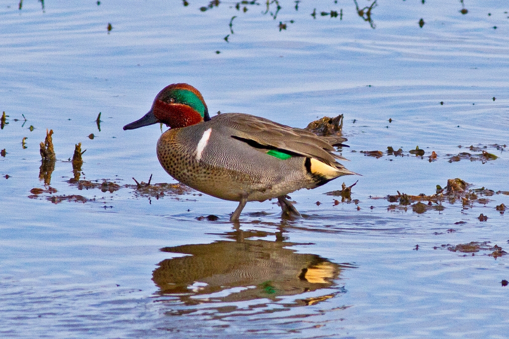 C7D_MG_7797.jpg - Green-winged Teal