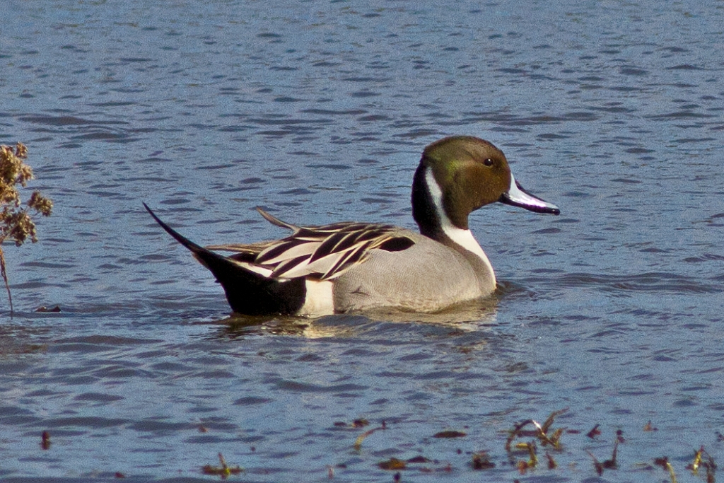 C7D_MG_7835.jpg - Northern Pintail