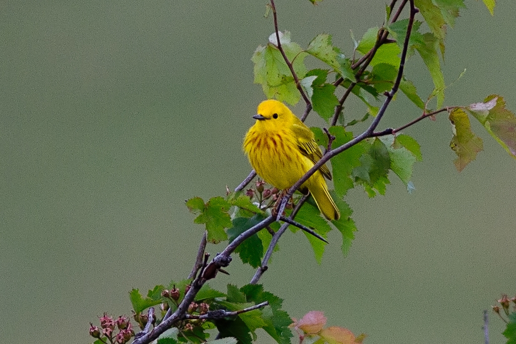 C7D_MG_8114.jpg - Yellow Warbler