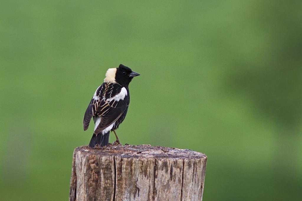 C7D_MG_8139.jpg - Bobolink