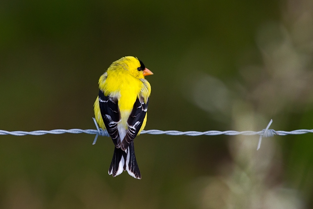 C7D_MG_8267.jpg - American Goldfinch