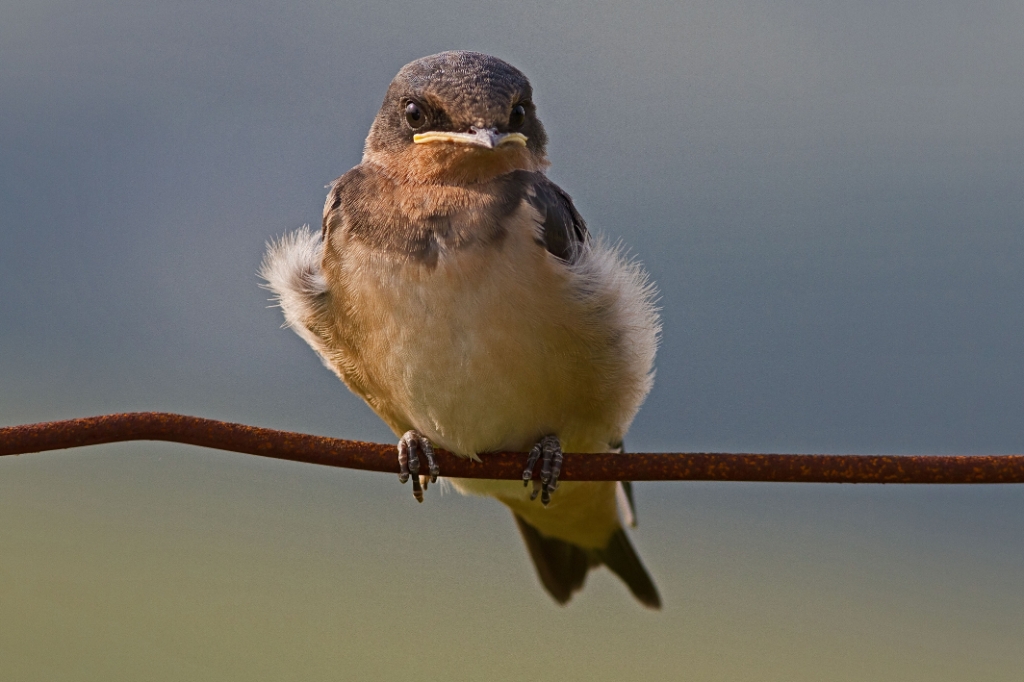 C7D_MG_8271.jpg - Barn Swallow