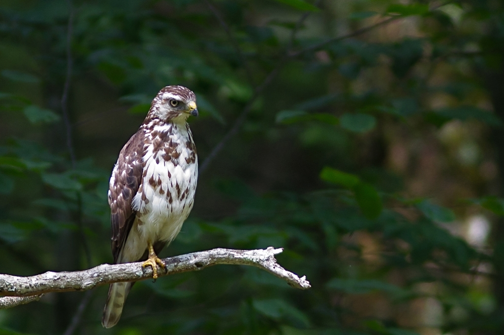 C7D_MG_8275.jpg - Broad-winged Hawk