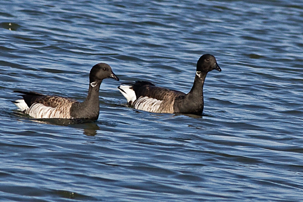 C7D_mg_9726.jpg - Brant