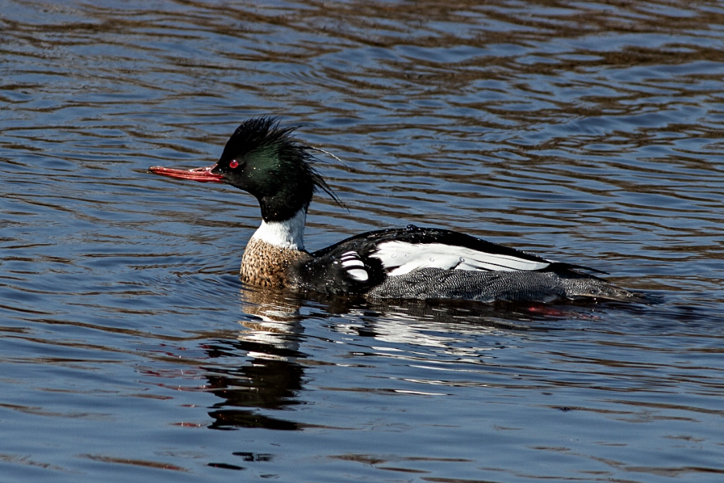 C7D_mg_9981.jpg - Red-breasted Merganser