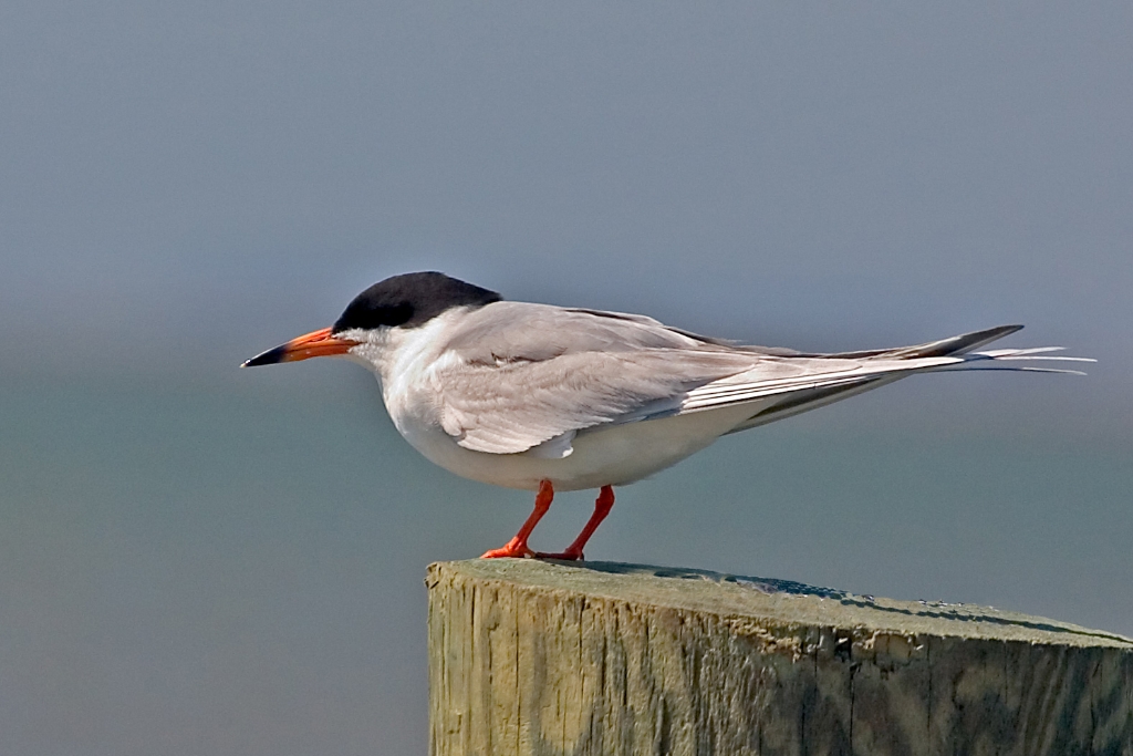 Forster's Tern .jpg