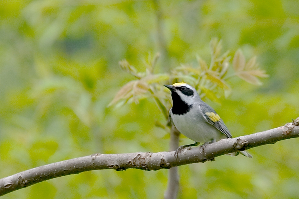 Golden-Winged Warbler.jpg