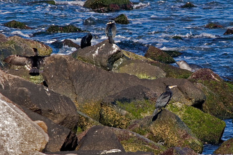 Great Cormorant.jpg