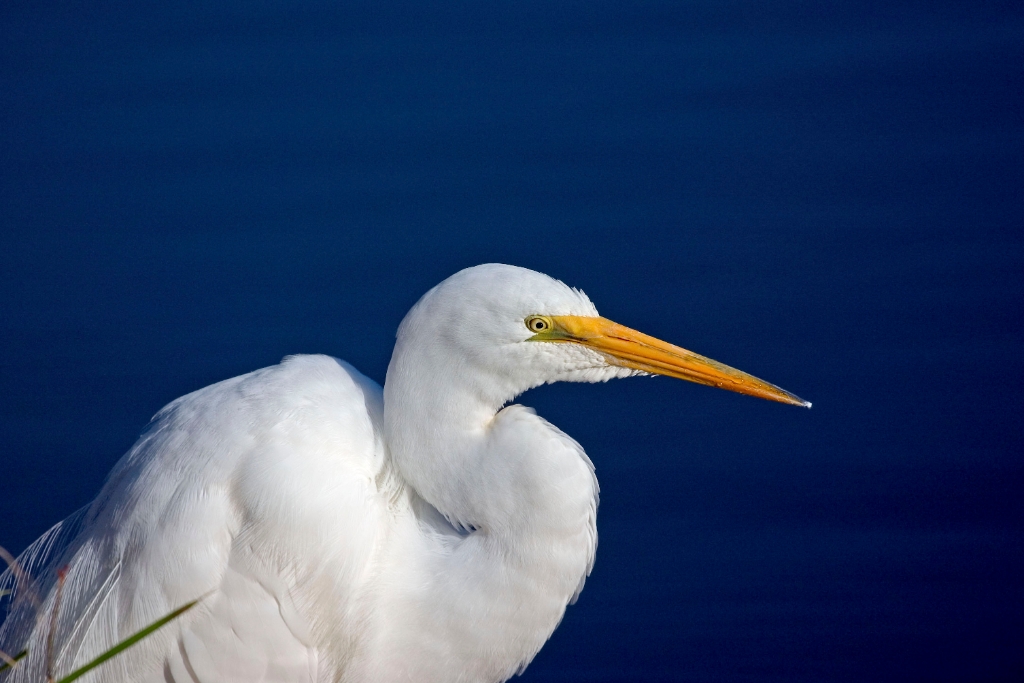 Great Egret.jpg