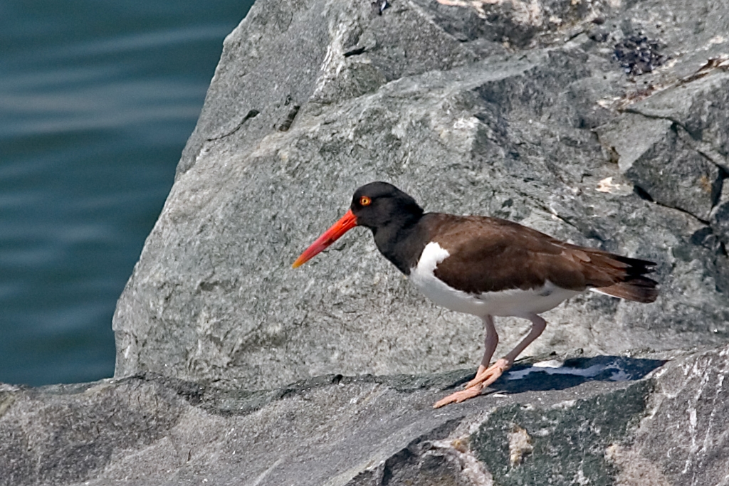 Oyster Catcher.jpg