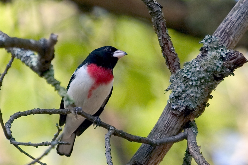 Rose-Breasted Grosbeak.jpg