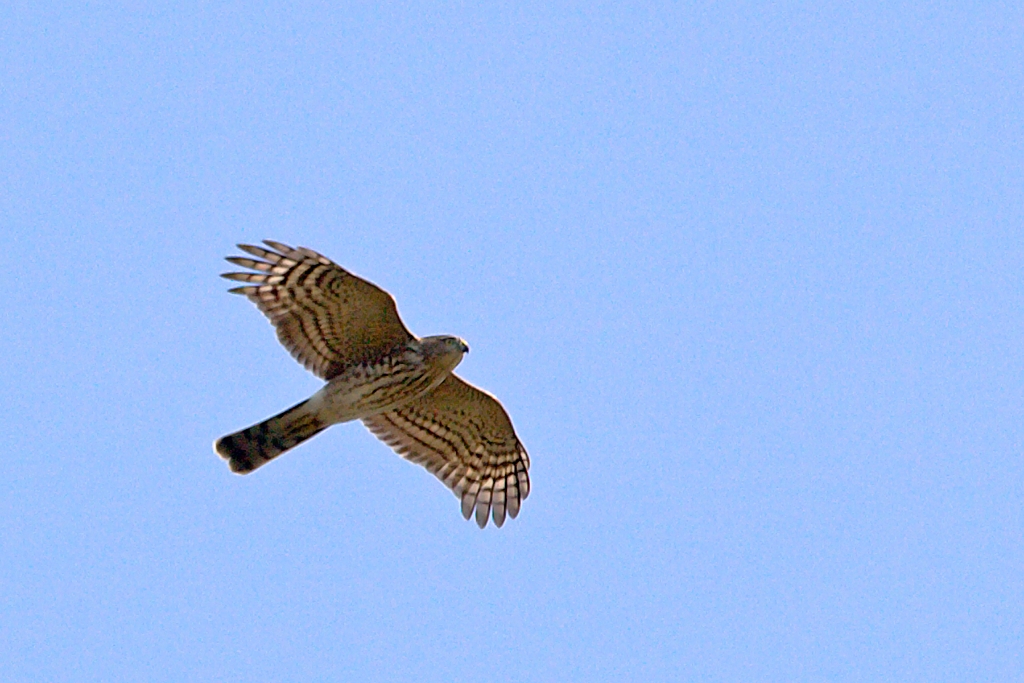 Sharp-shinned Hawk.jpg - Kiptopeake Hawk Watch 10/30/04