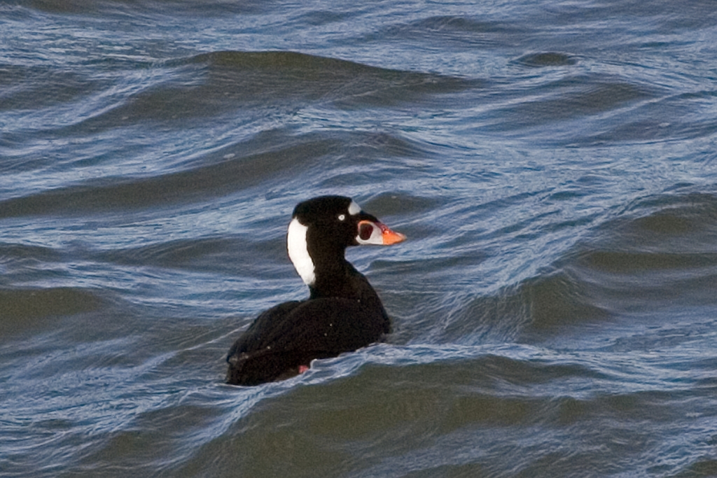 Surf Scoter.jpg