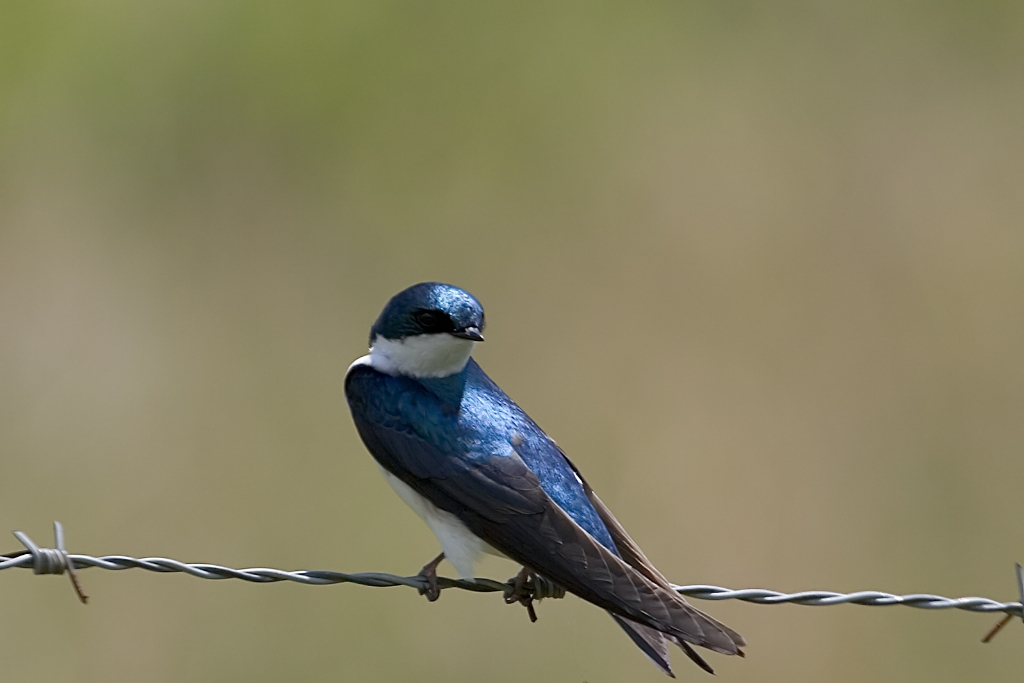 Tree Swallow.jpg