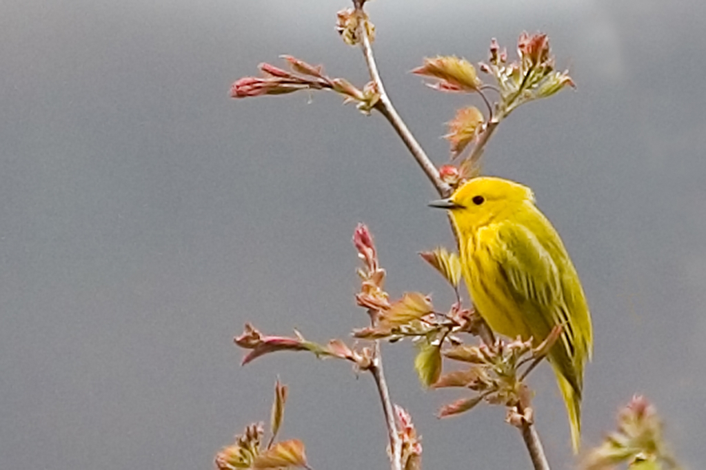 Yellow Warbler.jpg