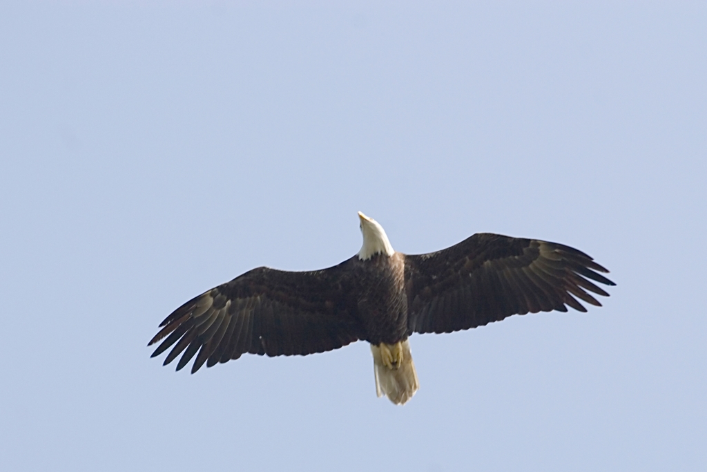 _MG_4929.jpg - Bald Eagle