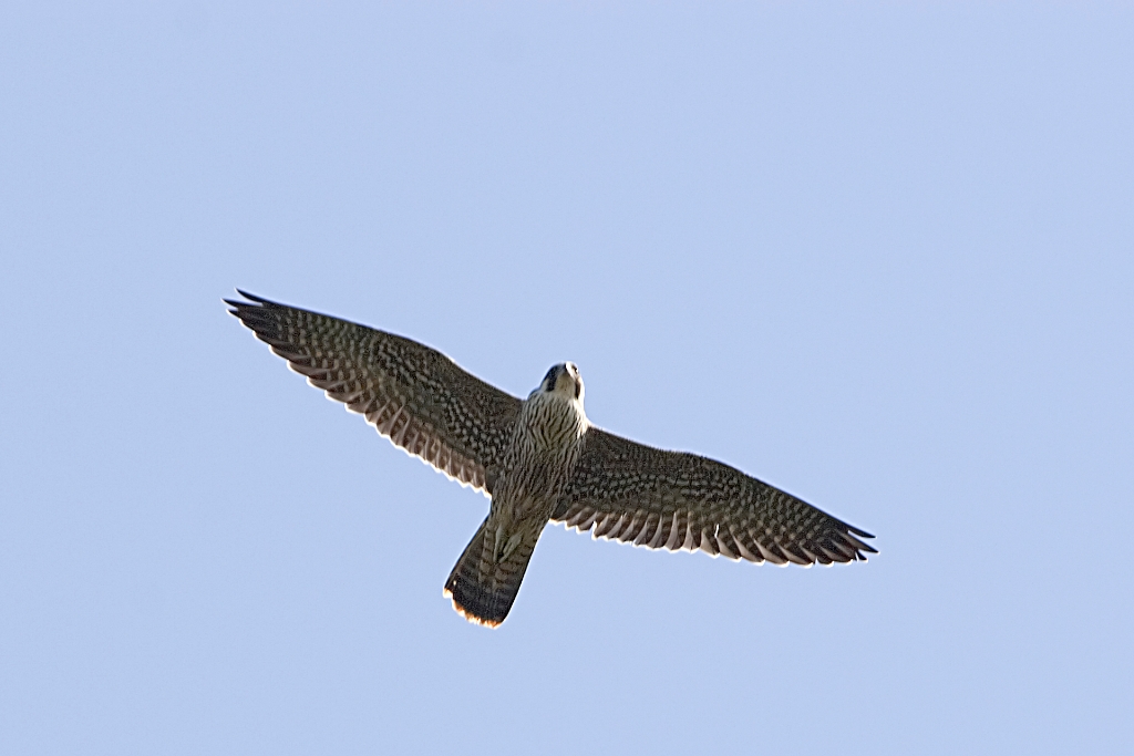 _MG_4975.jpg - Peregrine Falcon