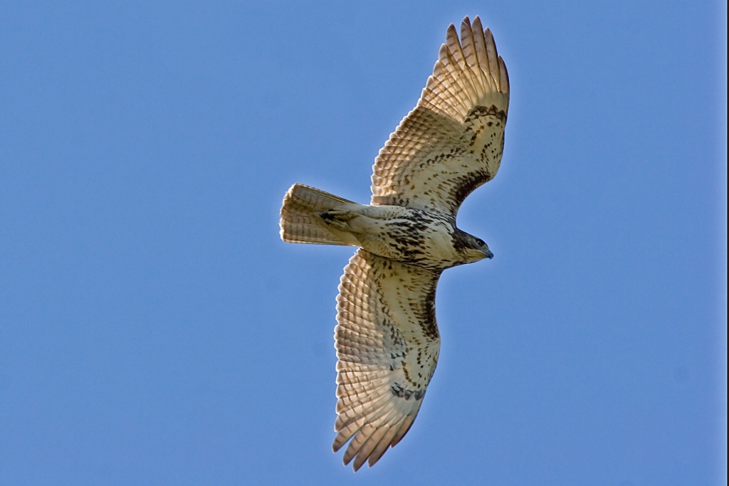 _MG_5026.jpg - Red-tailed Hawk