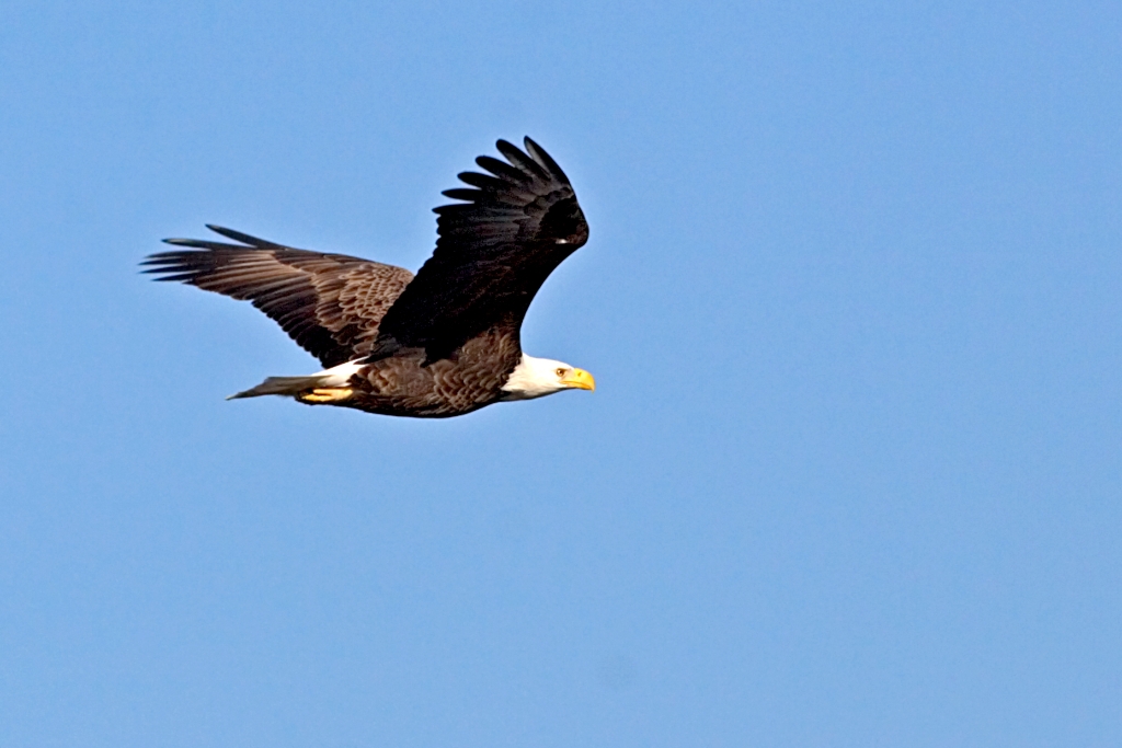 _MG_5260.jpg - Bald Eagle