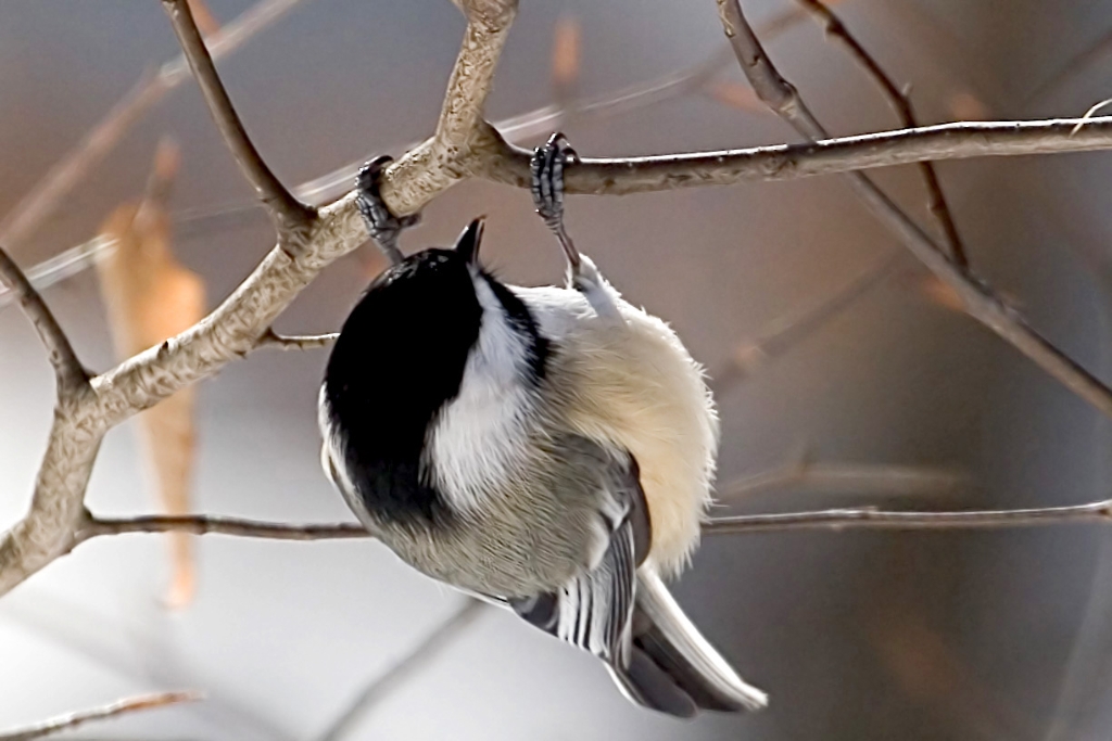 _MG_5335.jpg - Black-capped Chickadee