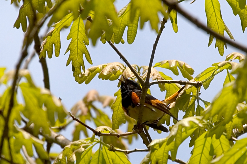 _MG_5627.jpg - American Redstart