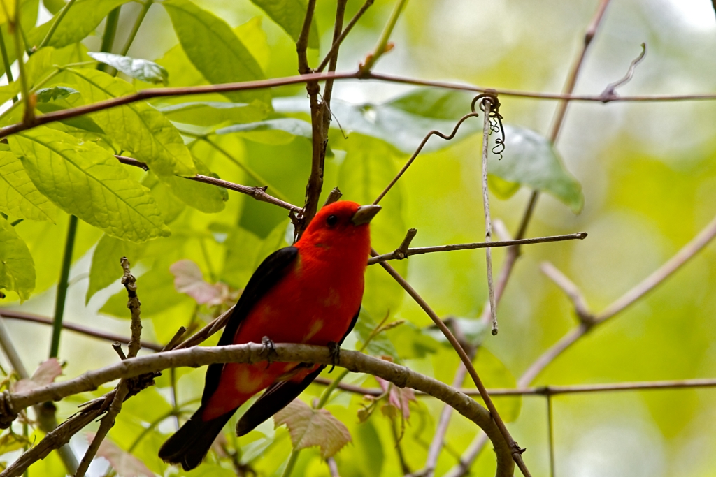 _MG_5632.jpg - Scarlet Tanager