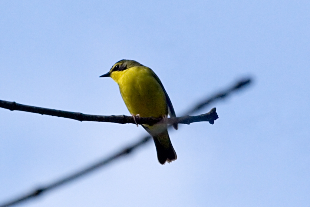 _MG_5660.jpg - Kentucky warbler