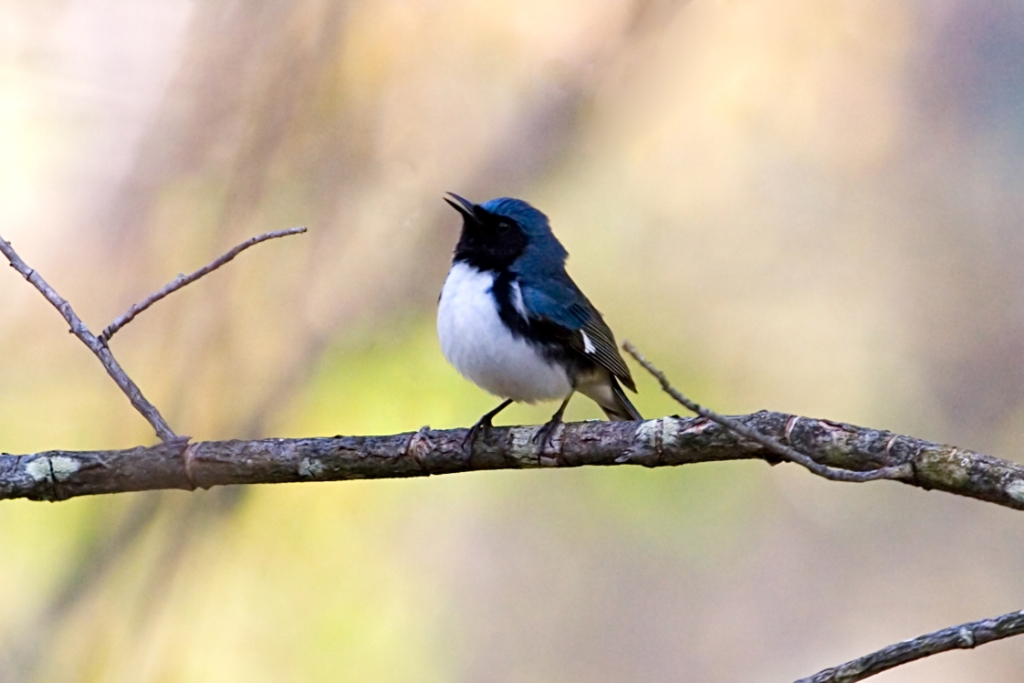 _MG_5663.jpg - Black-throated Blue Warbler