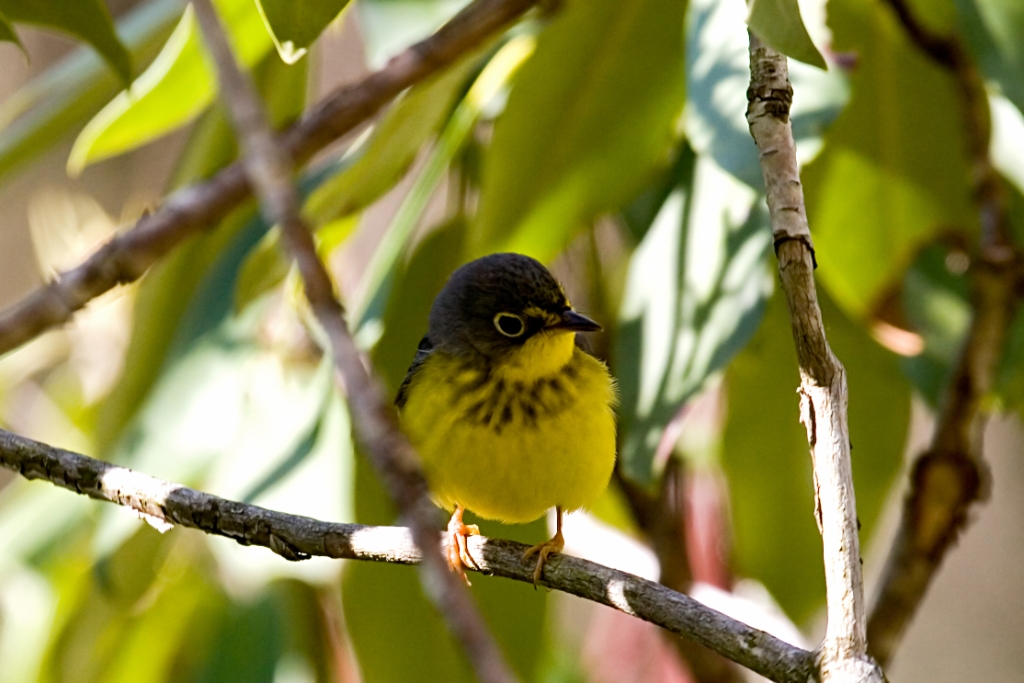 _MG_5667.jpg - Canada warbler