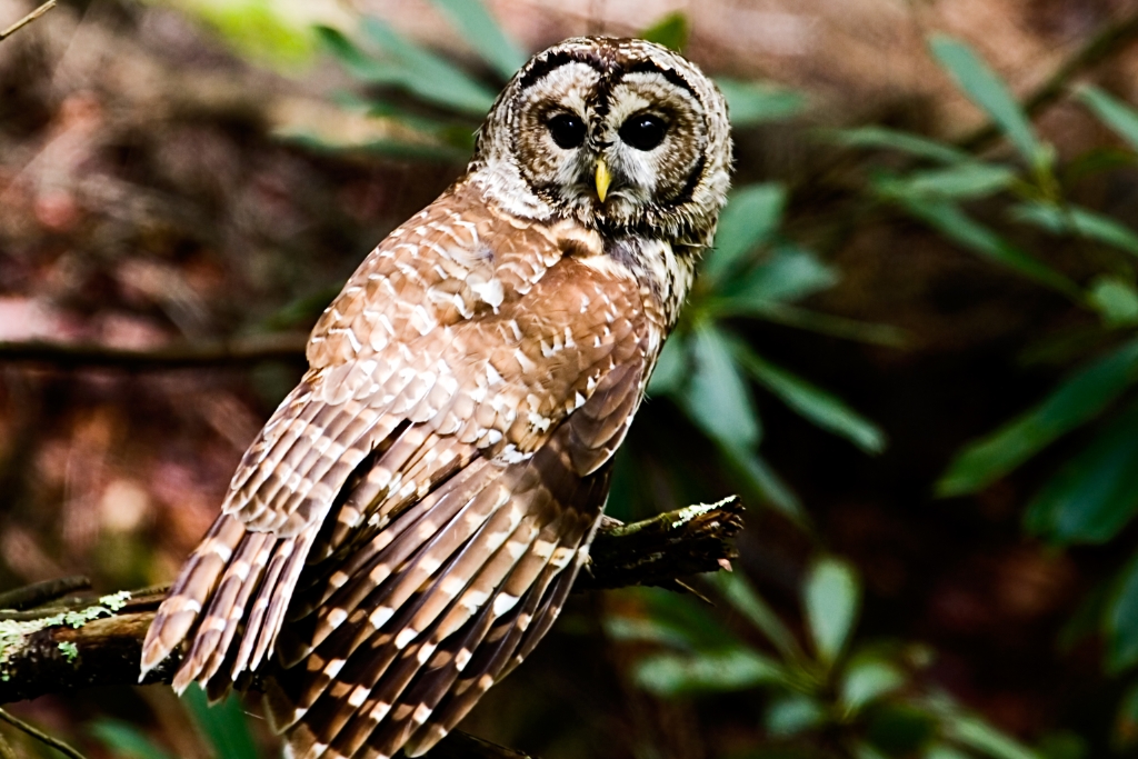 _MG_5690.jpg - Barred Owl