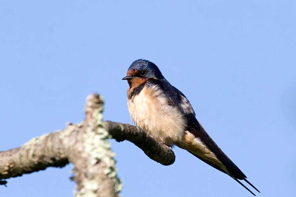 _MG_5838.jpg - Barn Swallow