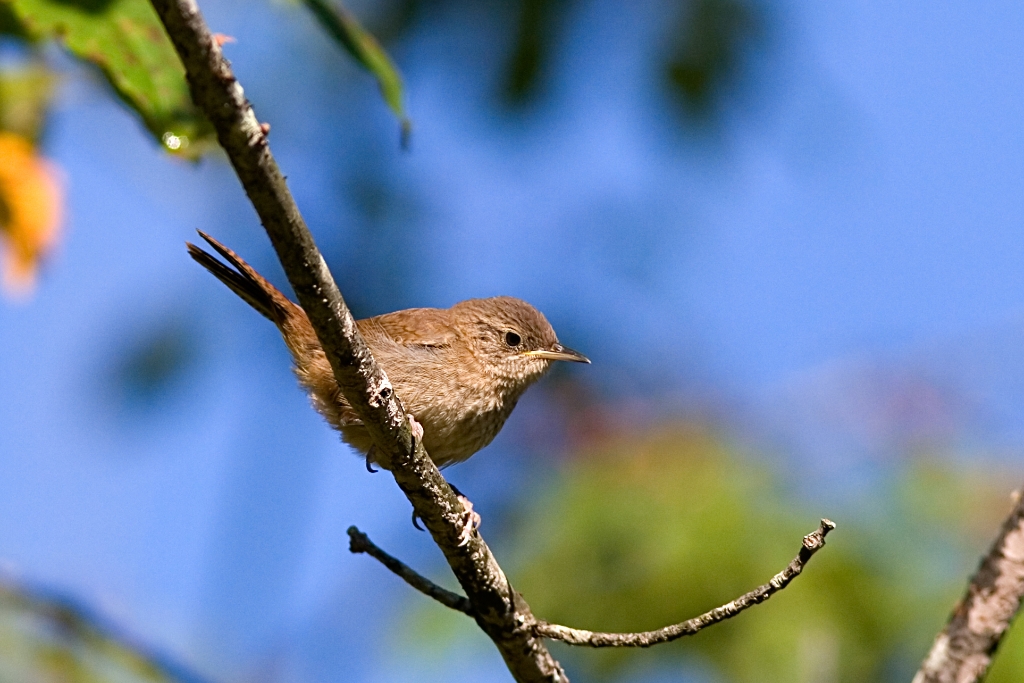 _MG_6121.jpg - House Wren