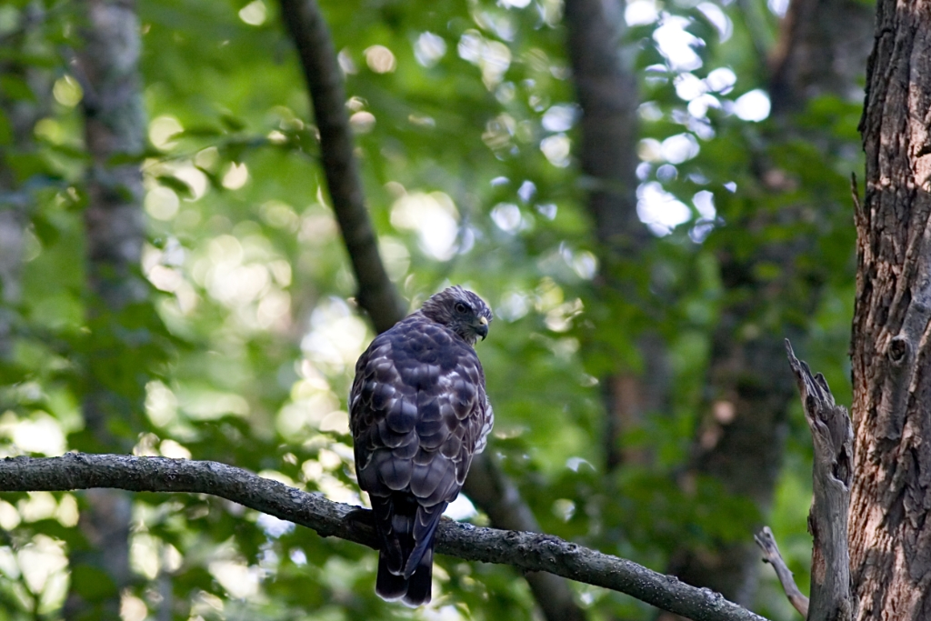 _MG_6127.jpg - Broad-winged Hawk