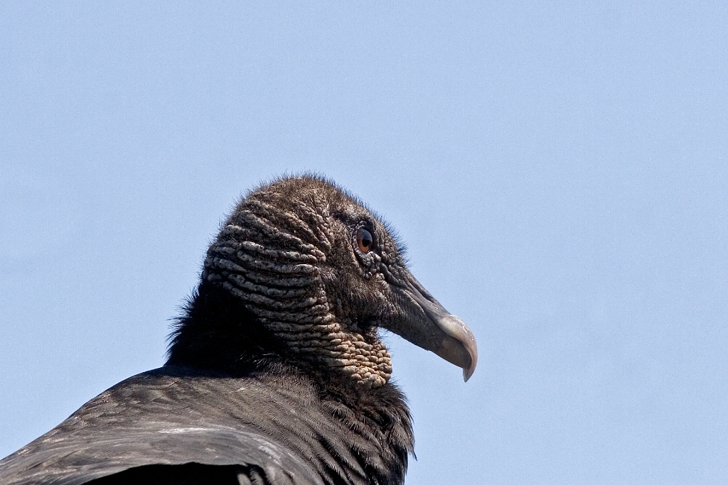 _MG_6318.jpg - Black Vulture