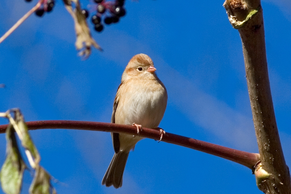 _MG_6767.jpg - Field Sparrow